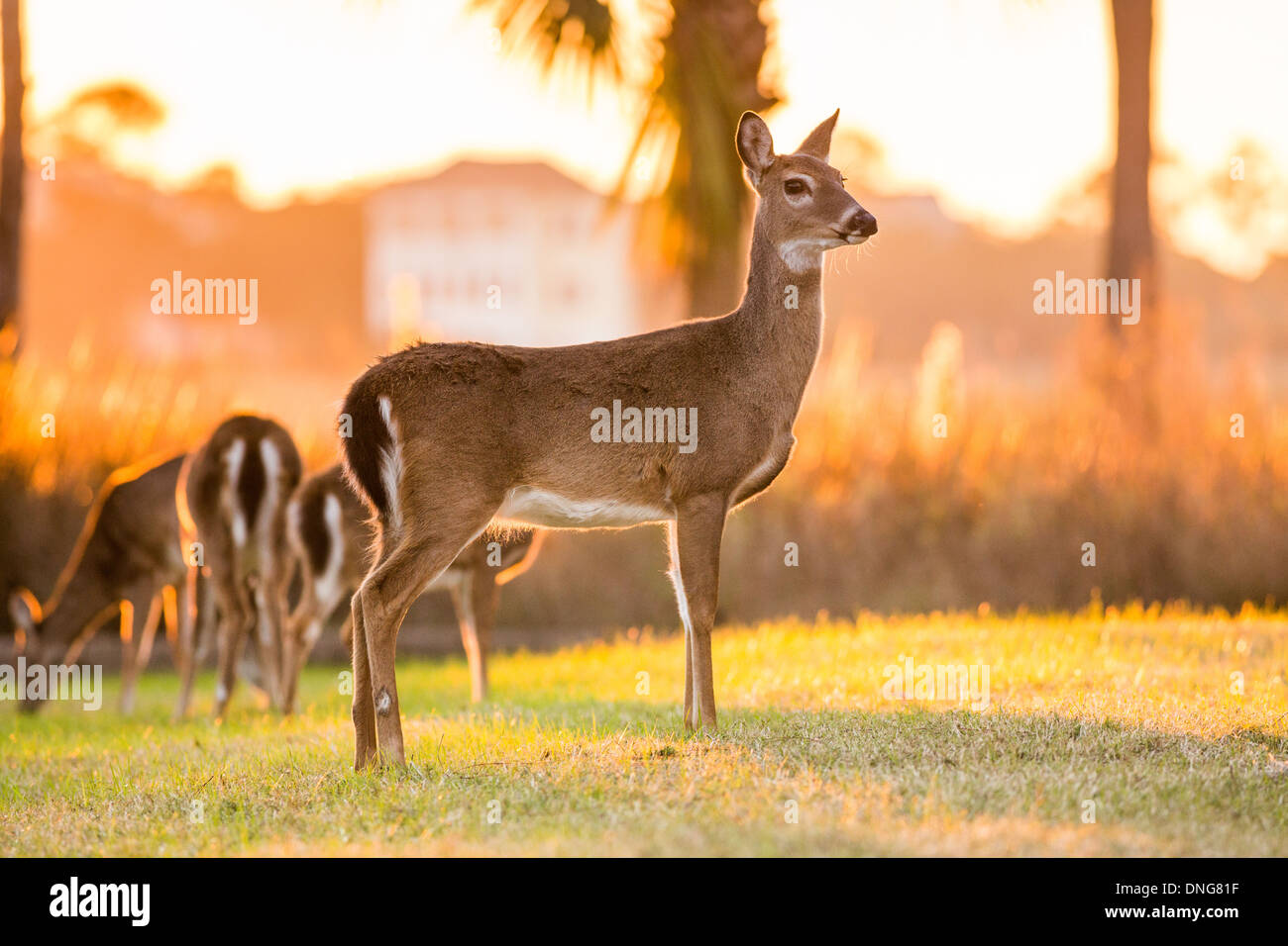 Deer se rassembler dans une aire de jeux pour enfants au coucher du soleil sur l'île de Fripp, SC. Banque D'Images