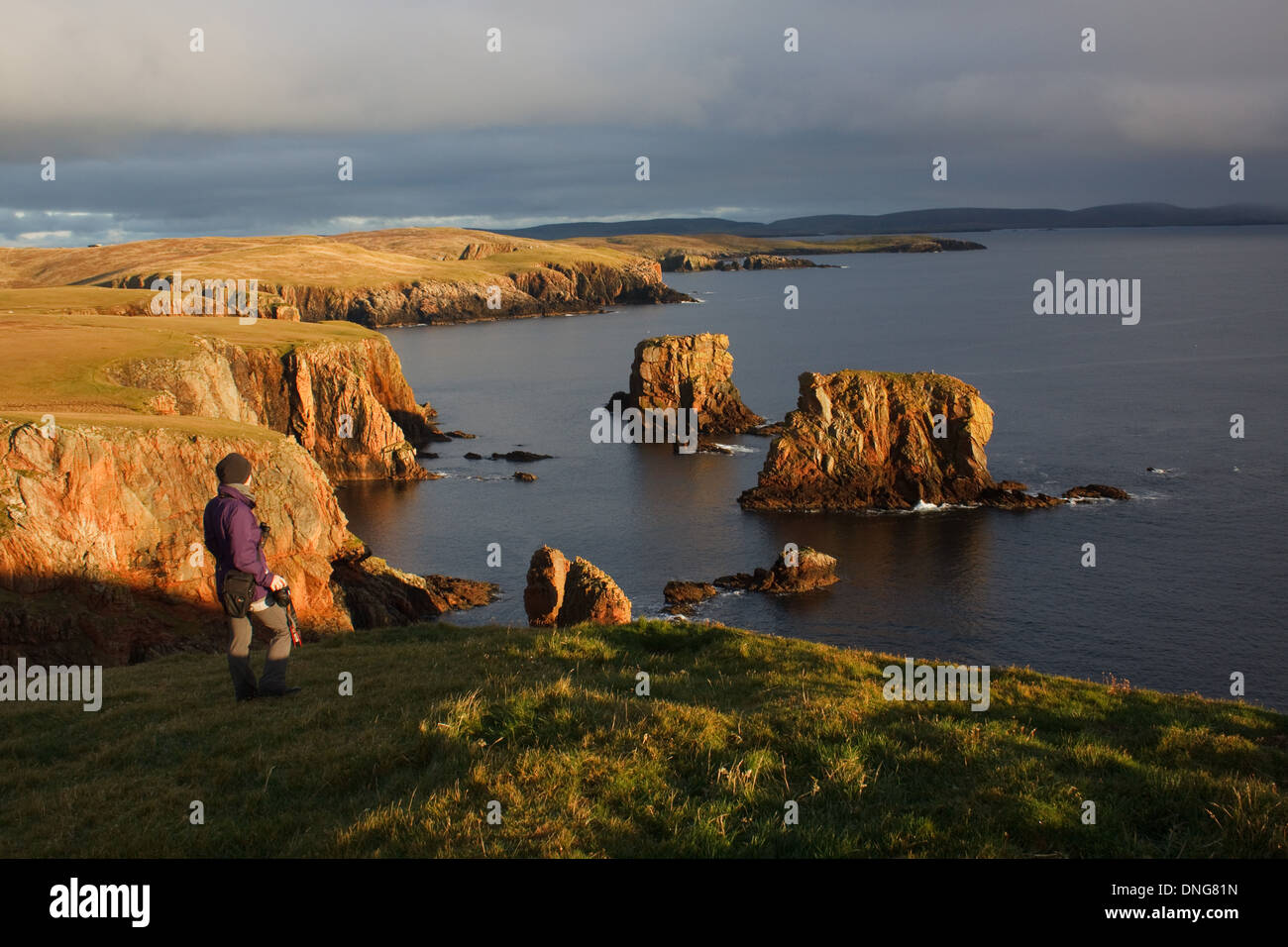 Rock pinacles et des piles de la mer à la Nev près de Westerwick, Skeld, Westside, Shetland Islands Banque D'Images