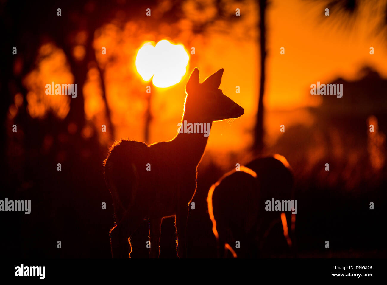 Deer se rassembler dans une aire de jeux pour enfants au coucher du soleil sur l'île de Fripp, SC. Banque D'Images