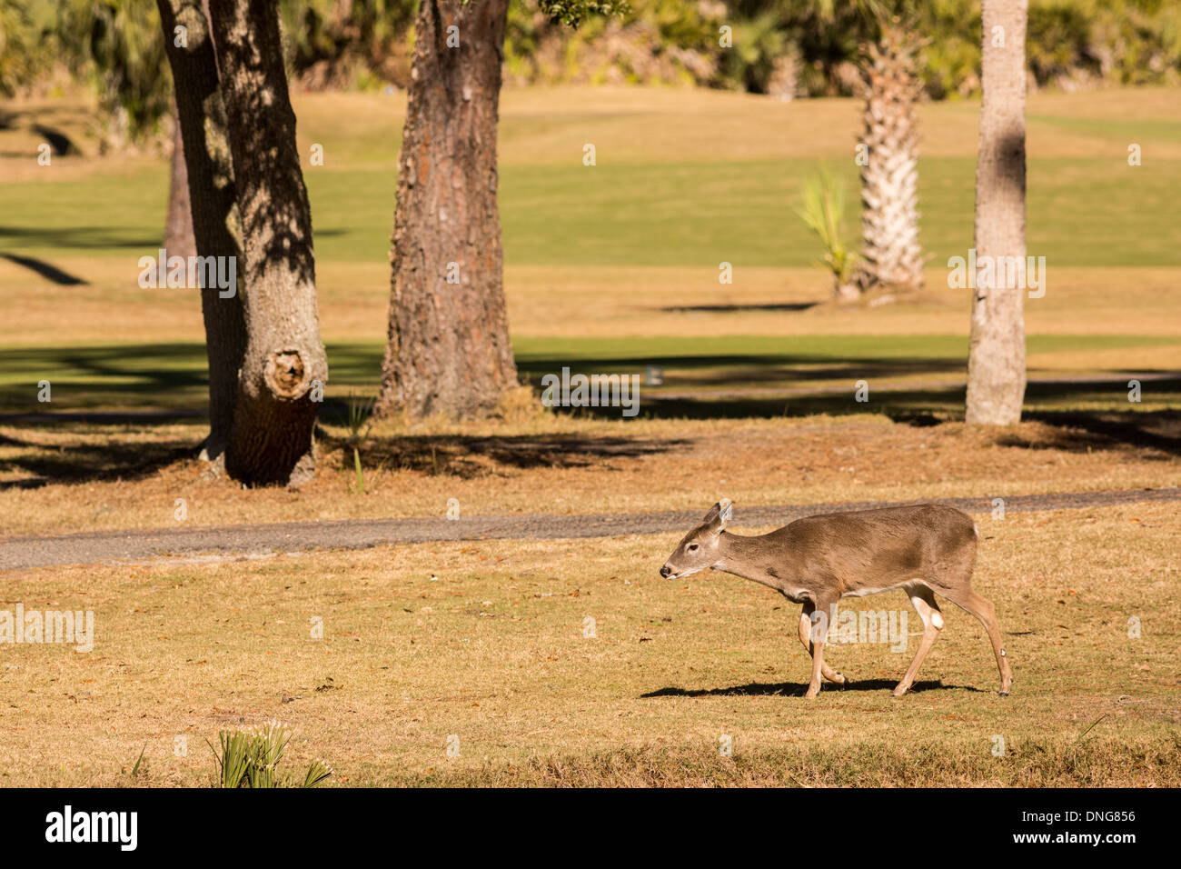 Deer se rassemblent le long de l'océan Creek Golf Course sur Fripp Island, SC. Banque D'Images