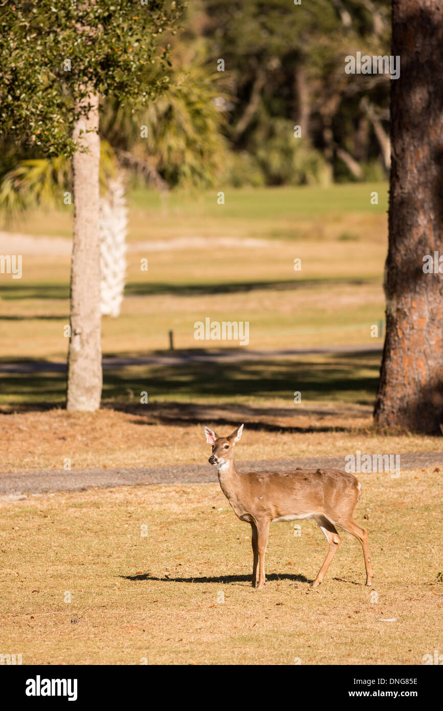 Deer se rassemblent le long de l'océan Creek Golf Course sur Fripp Island, SC. Banque D'Images