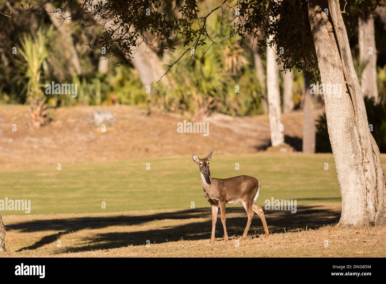 Deer se rassemblent le long de l'océan Creek Golf Course sur Fripp Island, SC. Banque D'Images