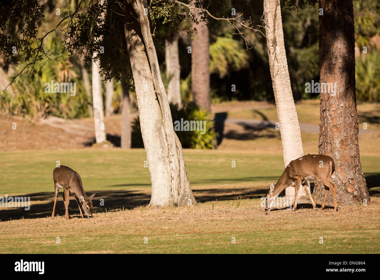 Deer se rassemblent le long de l'océan Creek Golf Course sur Fripp Island, SC. Banque D'Images