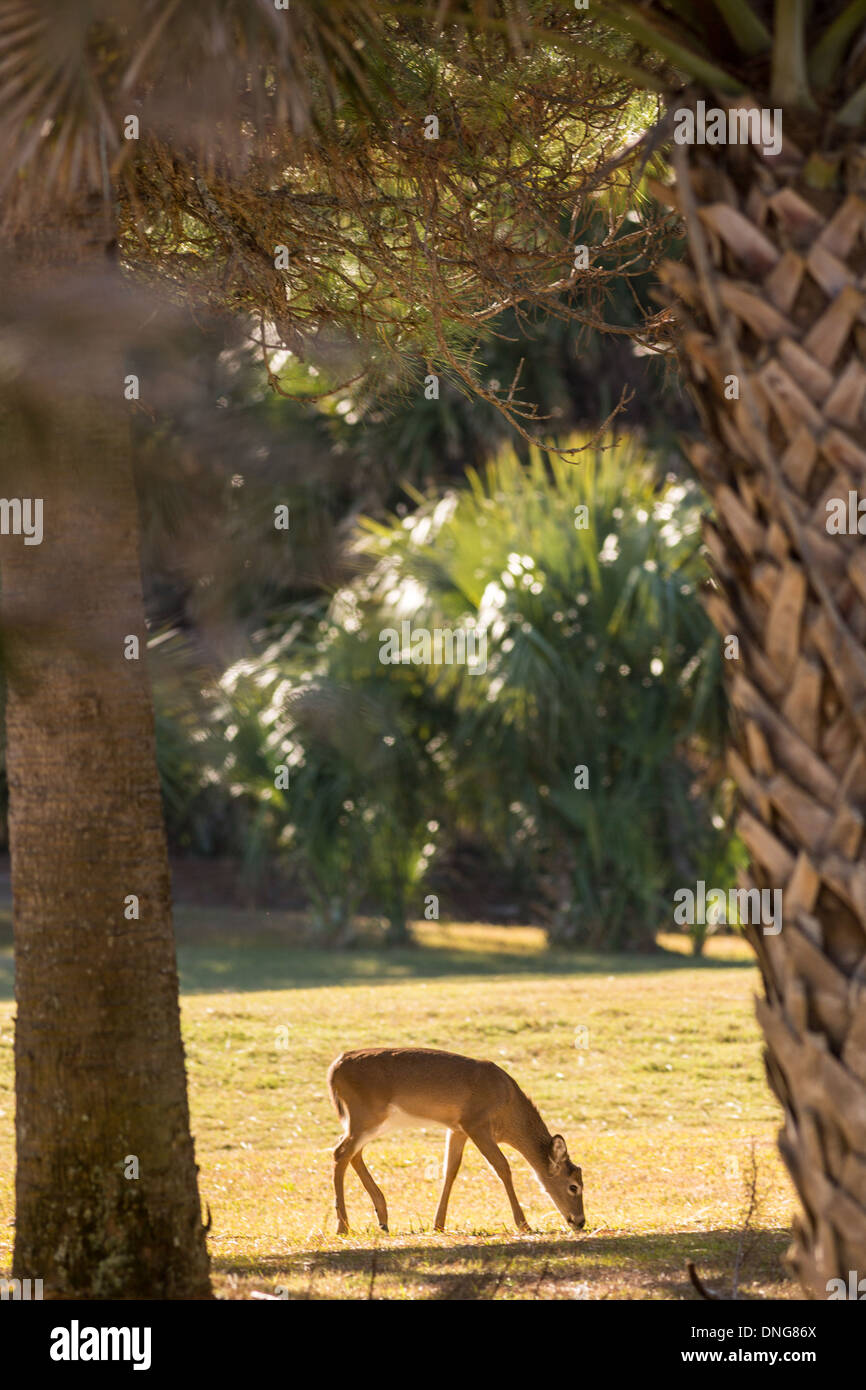 Deer se rassemblent le long de l'océan Creek Golf Course sur Fripp Island, SC. Banque D'Images