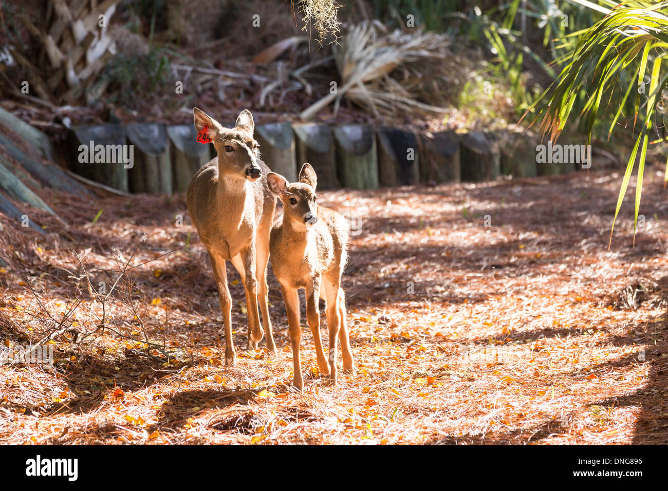 Les cerfs en liberté sur Fripp Island, SC. Banque D'Images