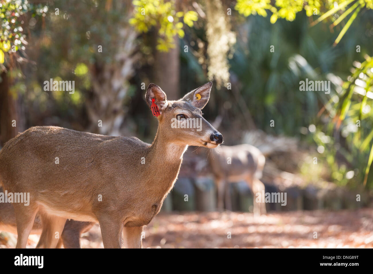 Les cerfs en liberté sur Fripp Island, SC. Banque D'Images