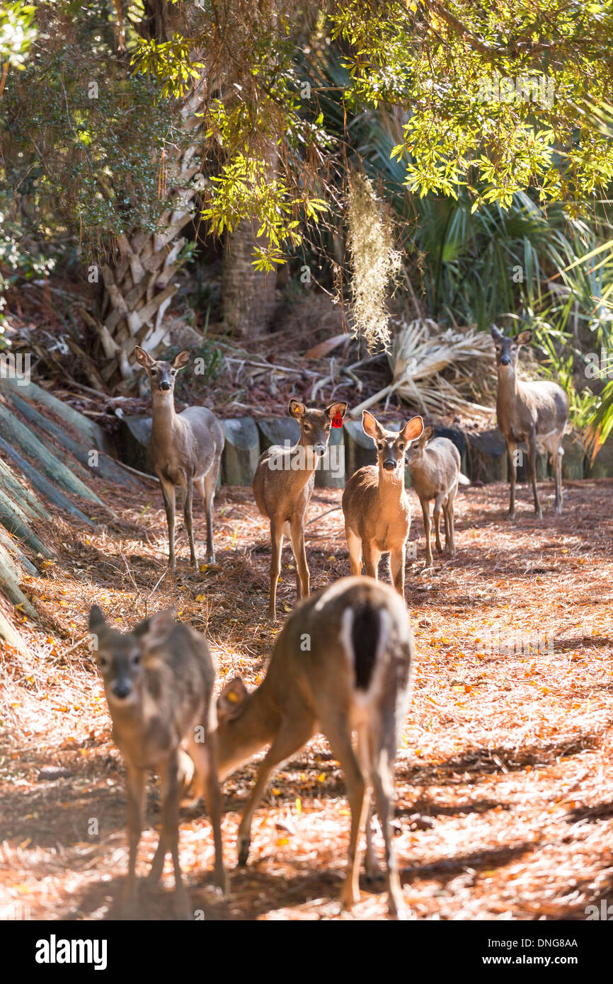 Les cerfs en liberté sur Fripp Island, SC. Banque D'Images