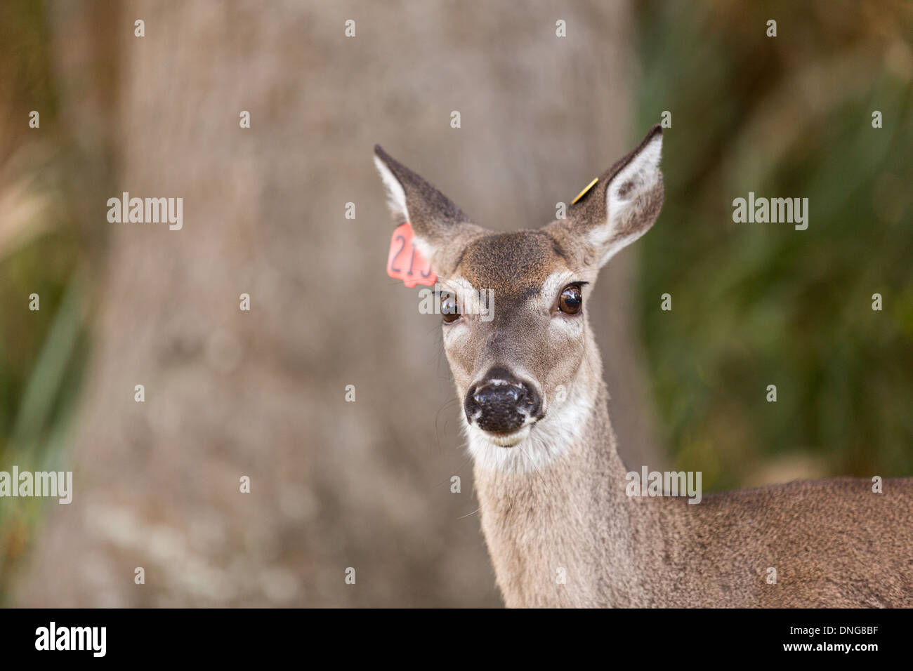 Avec une marque auriculaire de cerfs en liberté sur Fripp Island, SC. Banque D'Images