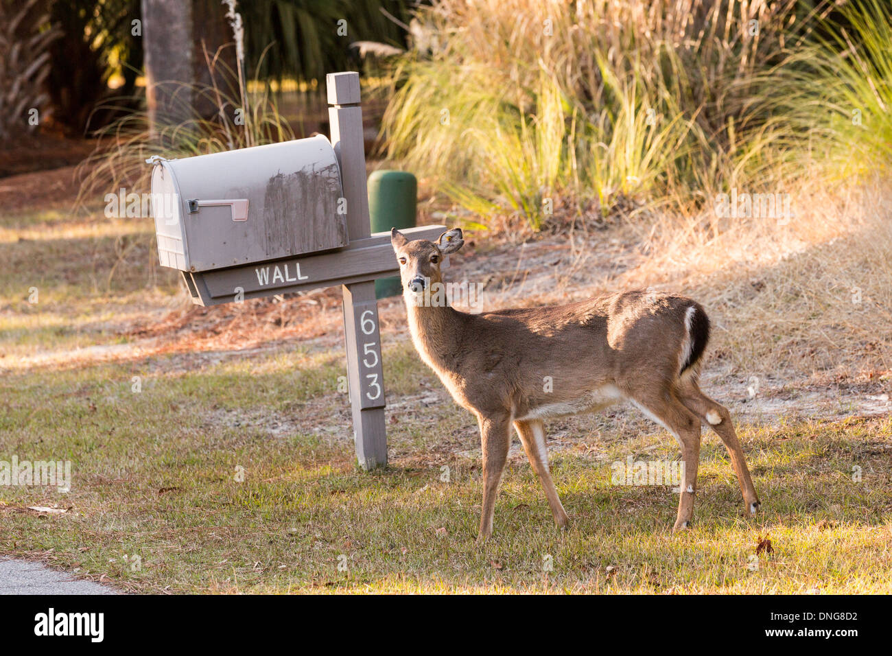 Itinérance Deer librement à travers une propriété des résidents sur l'île de Fripp, SC. Banque D'Images