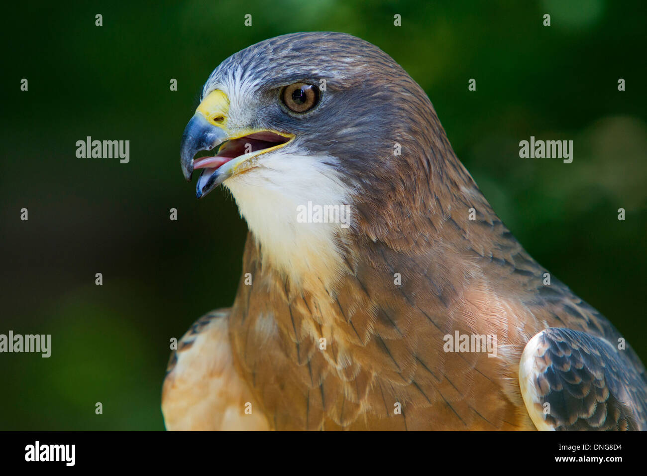 De Swainson (Buteo swainsoni) close-up portrait Banque D'Images