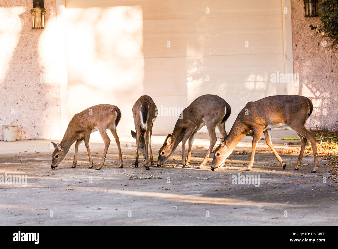 Itinérance Deer librement à travers une propriété des résidents sur l'île de Fripp, SC. Banque D'Images