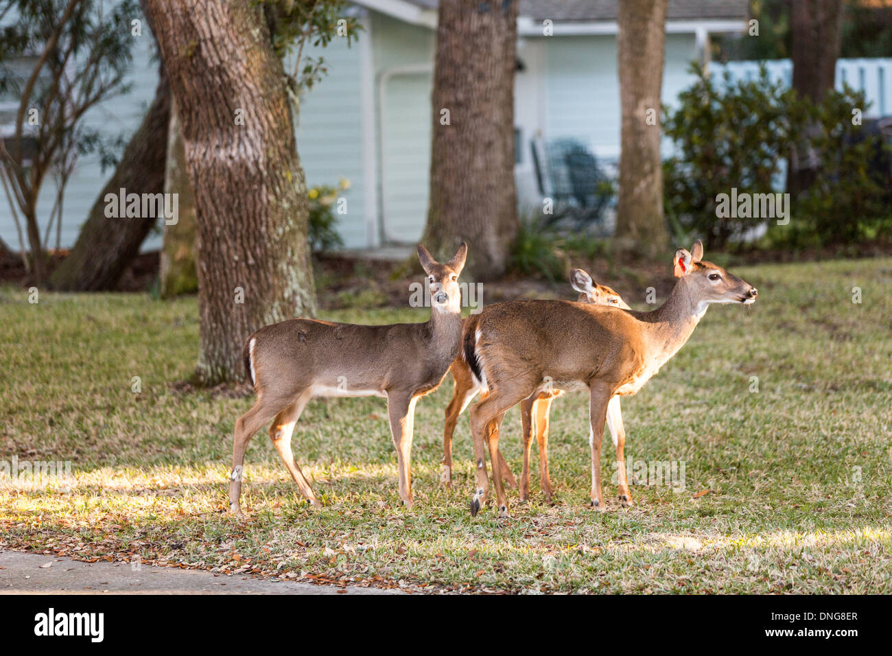 Itinérance Deer librement à travers une propriété des résidents sur l'île de Fripp, SC. Banque D'Images