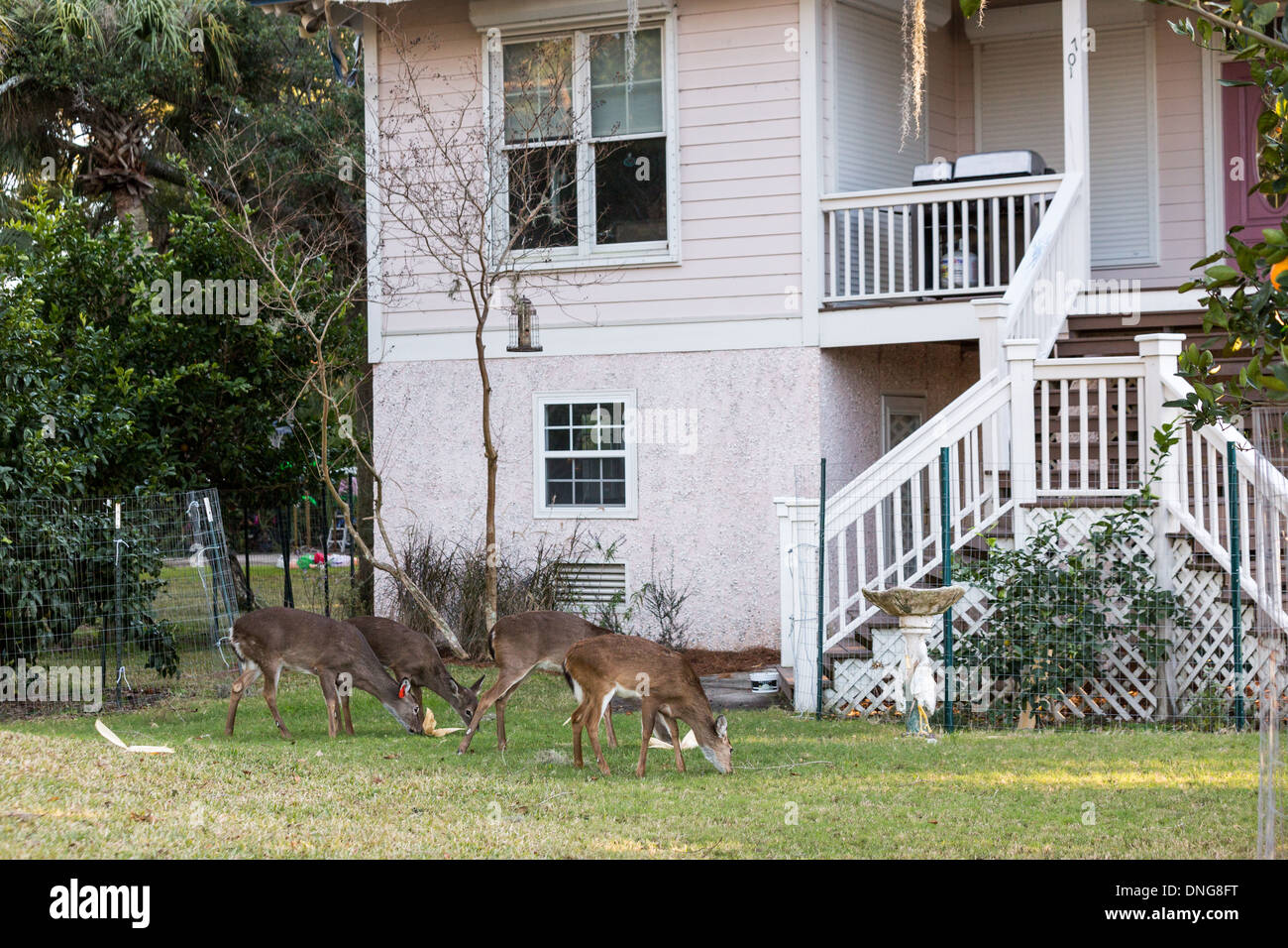 Itinérance Deer librement à travers une propriété des résidents sur l'île de Fripp, SC. Banque D'Images