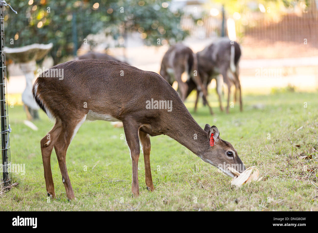 Itinérance Deer librement à travers une propriété des résidents sur l'île de Fripp, SC. Banque D'Images