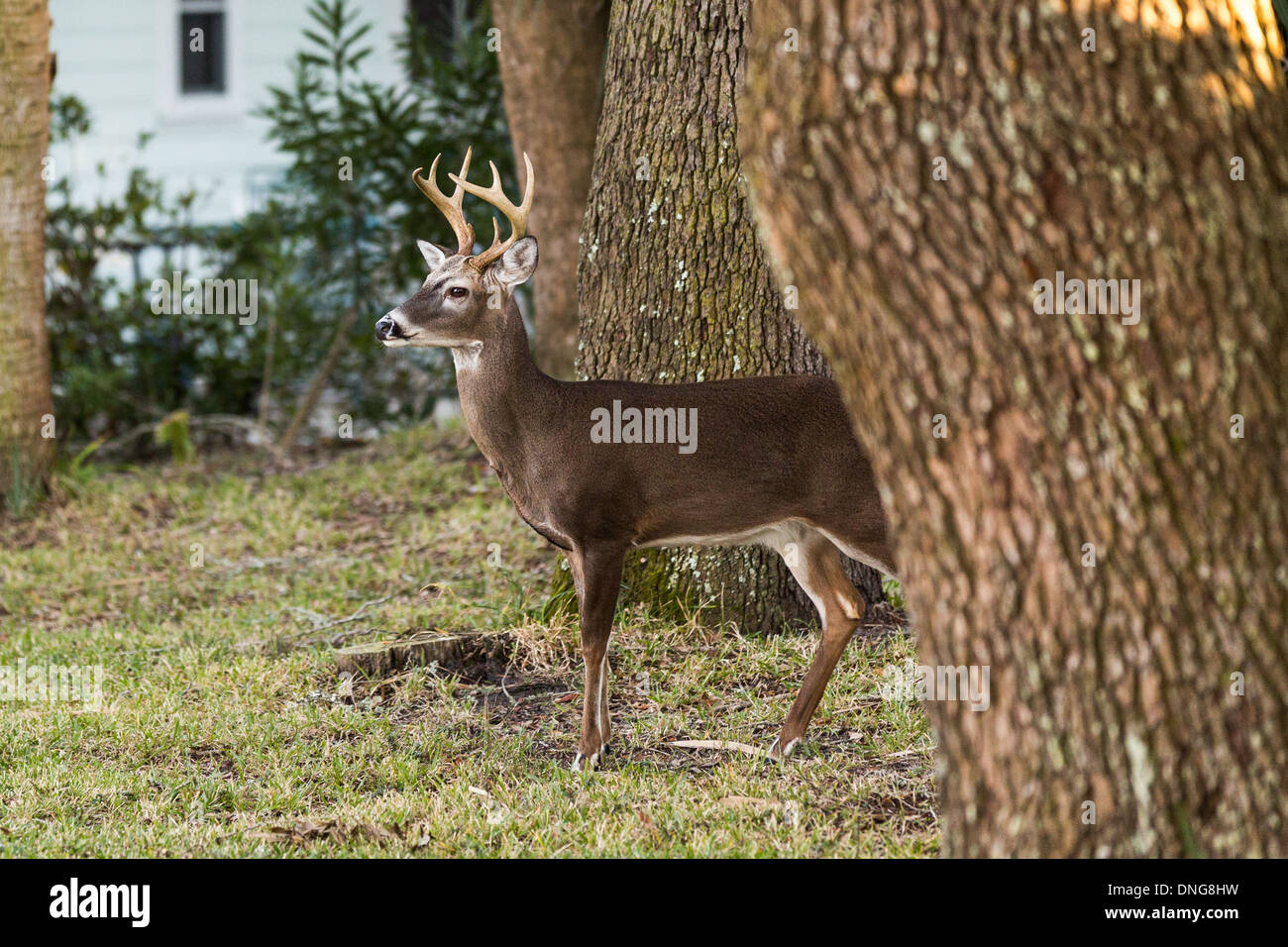 Itinérance Deer librement à travers une propriété des résidents sur l'île de Fripp, SC. Banque D'Images