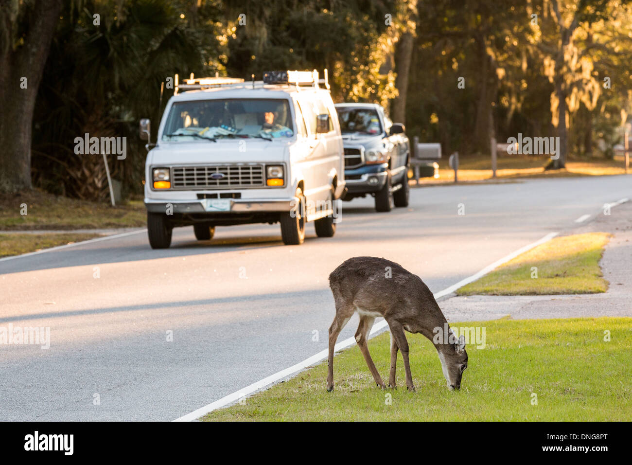 Debout cerfs le long d'une route passagère sur Fripp Island, SC. Banque D'Images