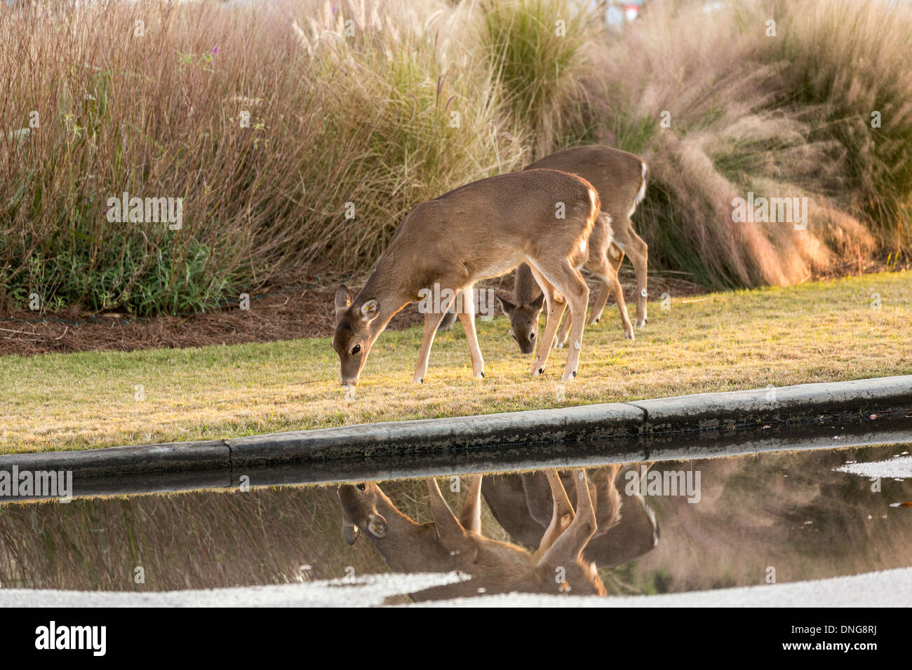 Les cerfs en liberté sur Fripp Island, SC. Banque D'Images