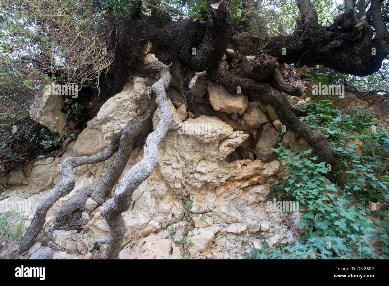 Les racines des arbres longeant la rock Banque D'Images