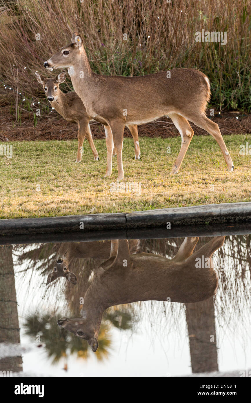 Les cerfs en liberté sur Fripp Island, SC. Banque D'Images