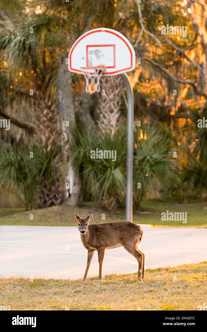 Les cerfs en liberté sur un terrain de basket-ball sur Fripp Island, SC. Banque D'Images