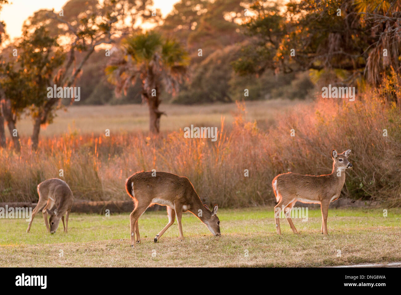 Deer se rassembler dans une aire de jeux pour enfants au coucher du soleil sur l'île de Fripp, SC. Banque D'Images