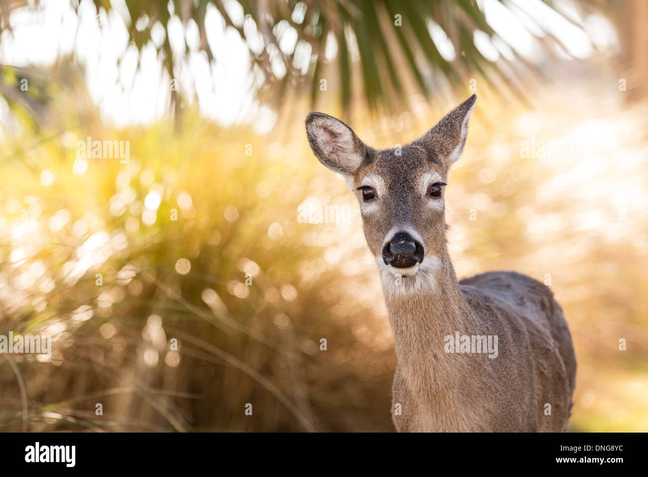 Les cerfs en liberté sur Fripp Island, SC. Banque D'Images