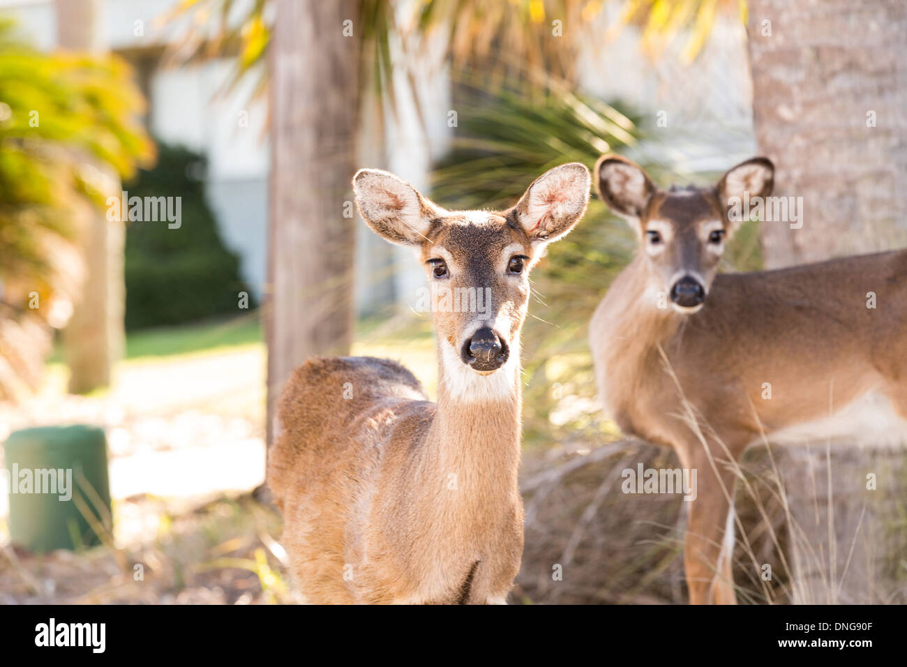 Les cerfs en liberté sur Fripp Island, SC. Banque D'Images