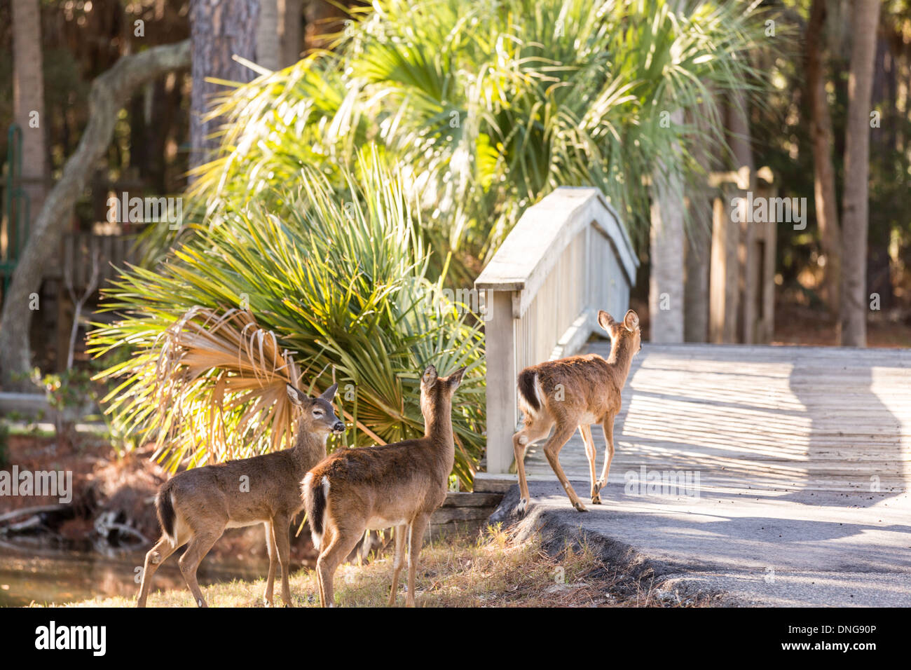 Les cerfs en liberté sur Fripp Island, SC. Banque D'Images