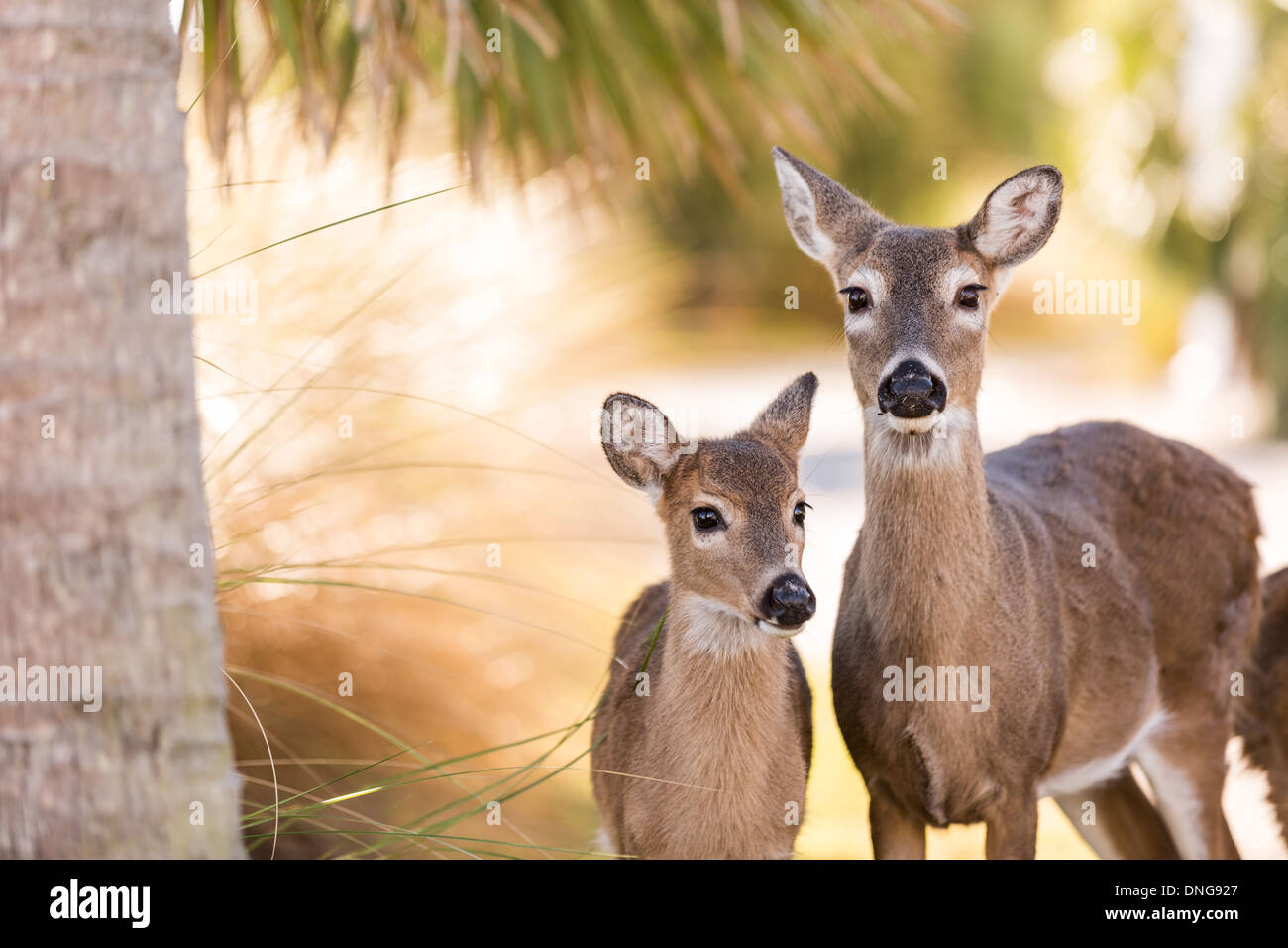 Les cerfs en liberté sur Fripp Island, SC. Banque D'Images