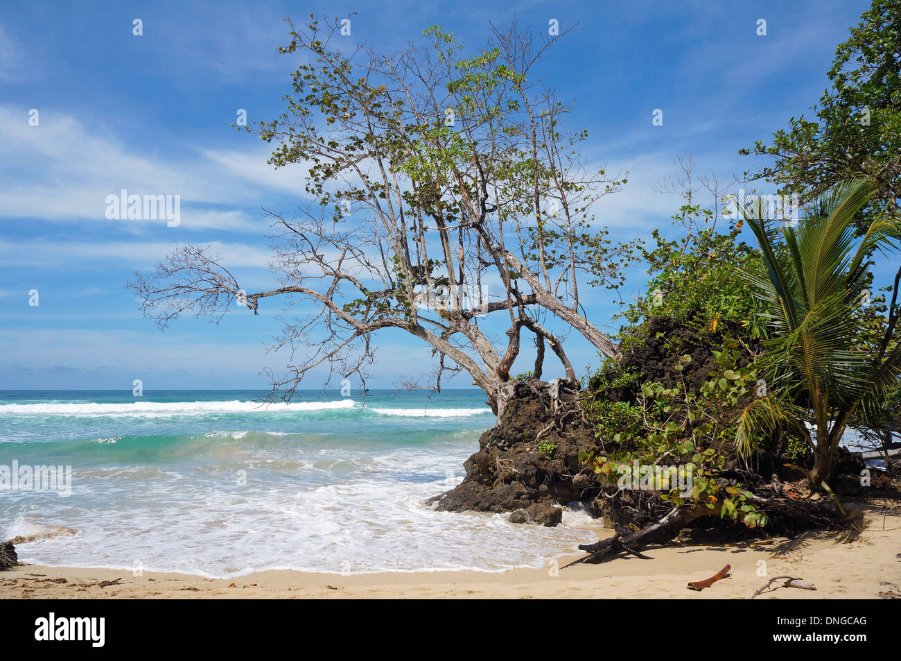Seagrape arbre penché au-dessus de la mer sur une plage tropicale, mer des Caraïbes Banque D'Images