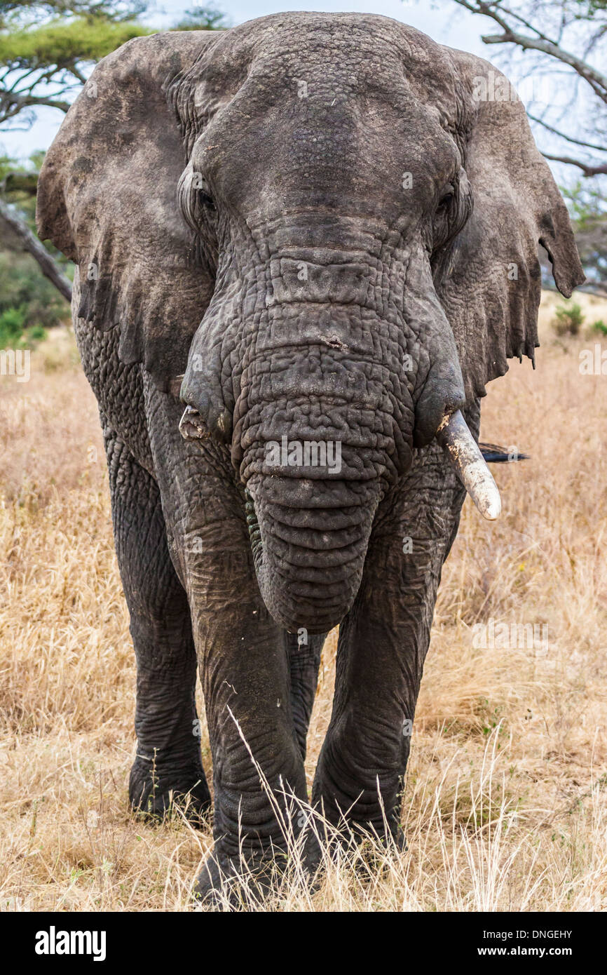 Les éléphants dans le Parc National du Serengeti, Tanzanie Banque D'Images
