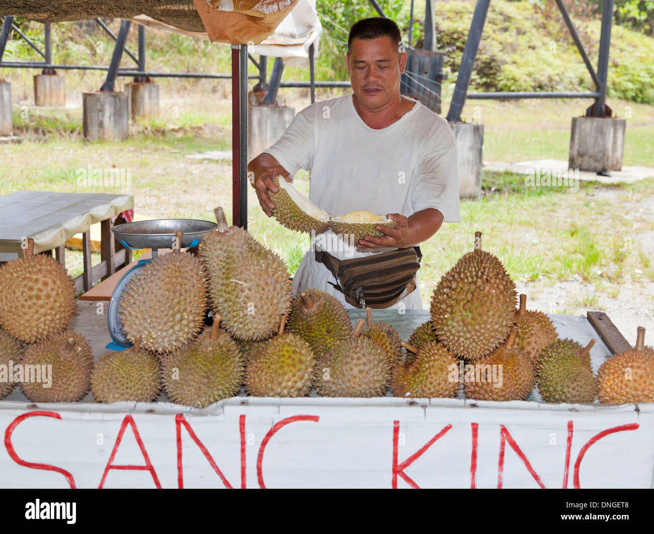 Vendeur de fruits Durian avec Musang "King à vendre, Pahang, Malaisie Banque D'Images