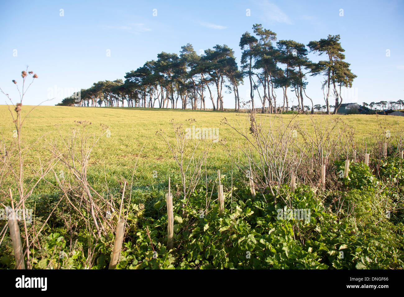 Une ligne d'arbres de pin sylvestre le marquage d'une bordure de champ de la campagne, Shottisham, Suffolk, Angleterre Banque D'Images
