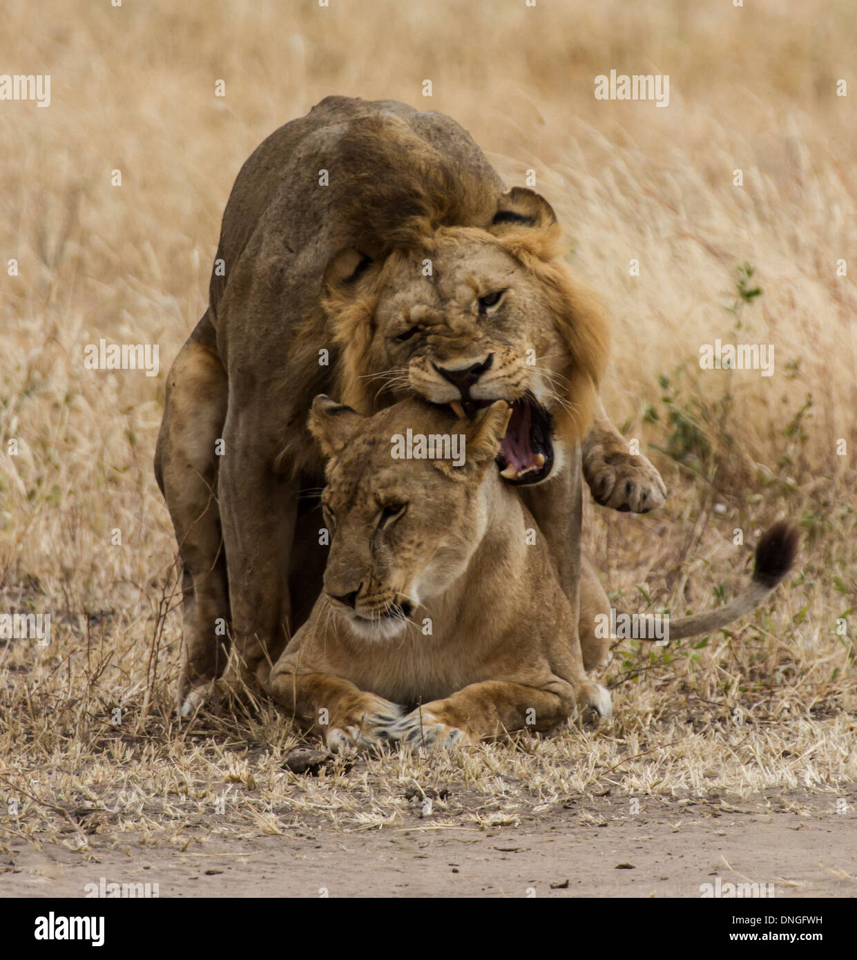 Les lions à l'accouplement, la Tanzanie Tarangire National Park Banque D'Images