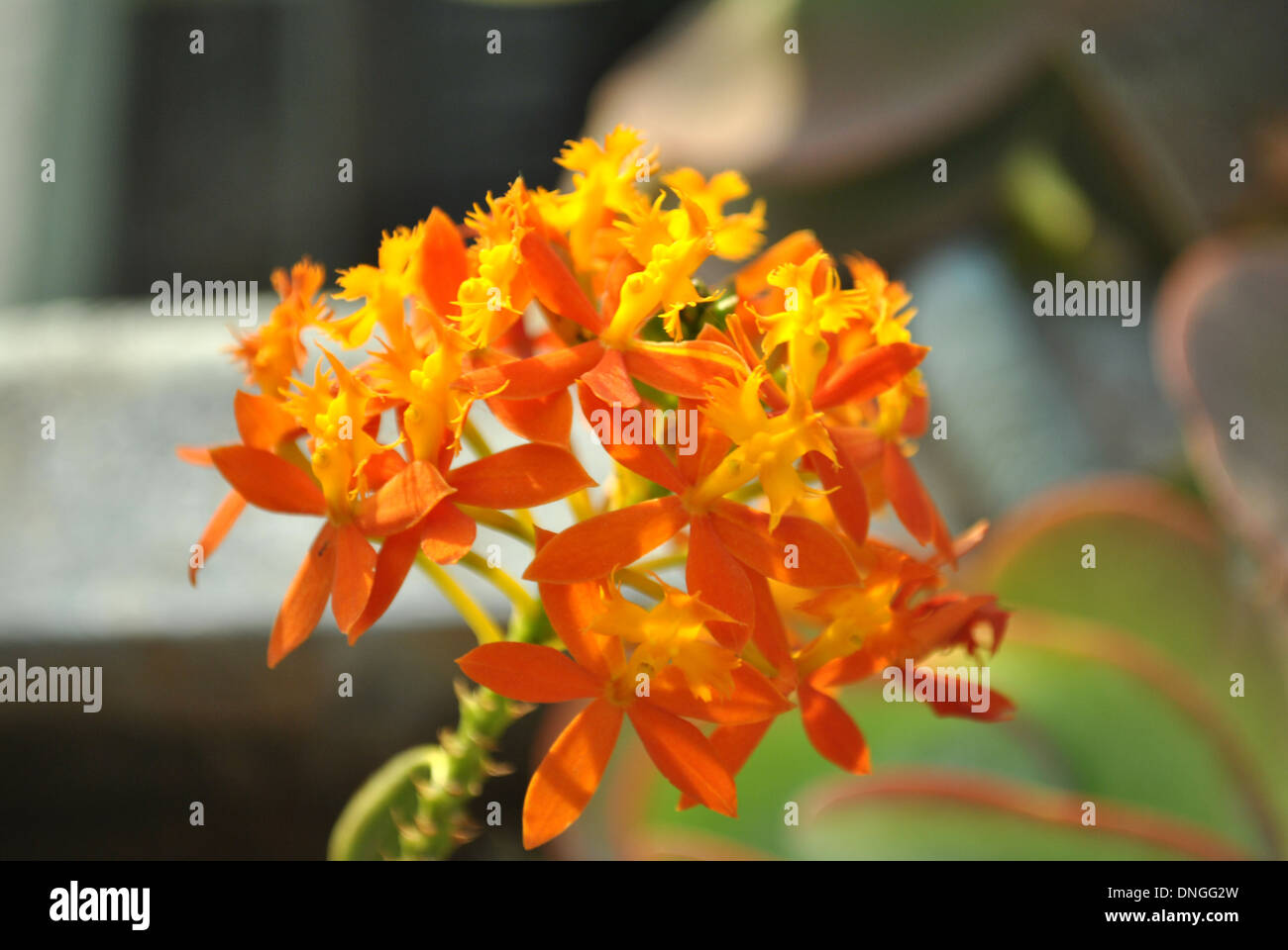 Des fleurs orange, famille des orchidées sur la terrasse jardin Banque D'Images