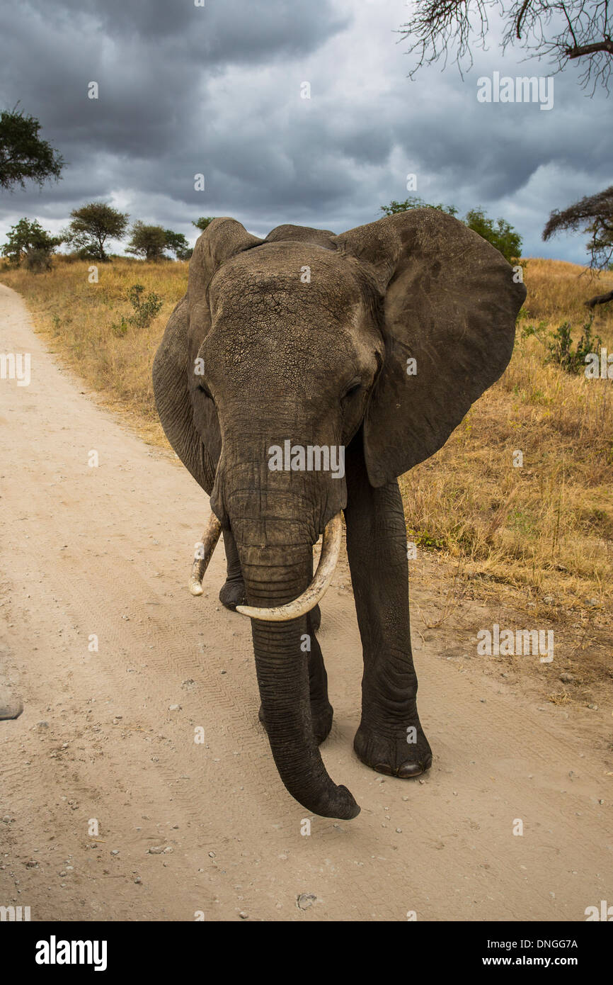 Elephant safari en voiture près de Parc national de Tarangire, Tanzanie Banque D'Images