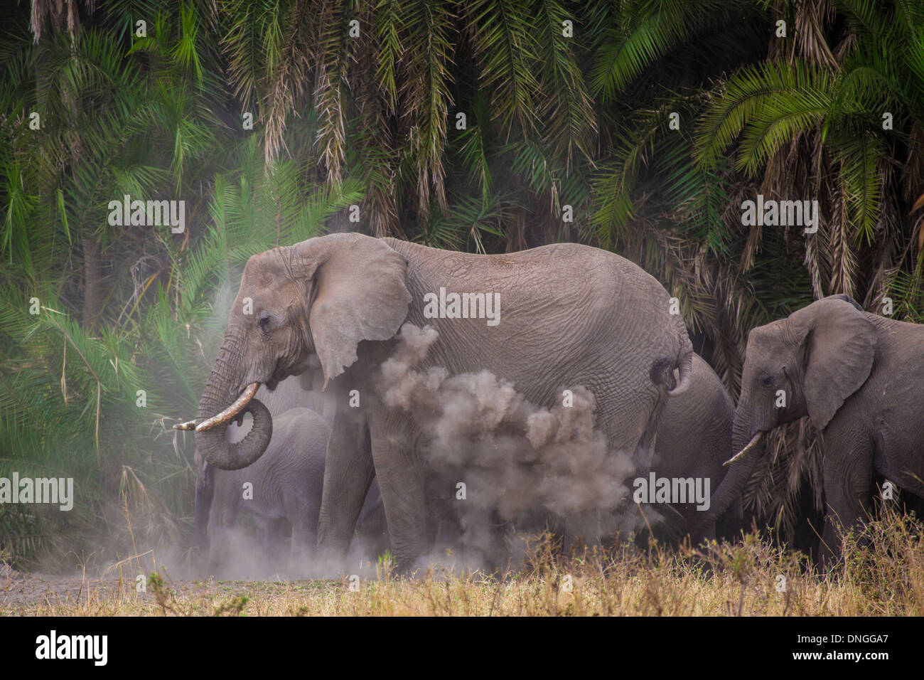 Les éléphants dans le Parc National du Serengeti, Tanzanie Banque D'Images