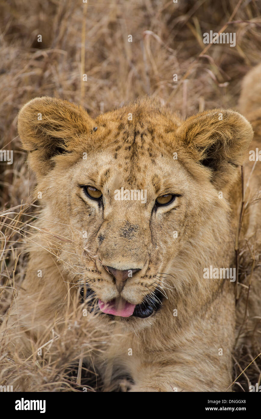 Lion dans le Parc National du Serengeti, Tanzanie Banque D'Images