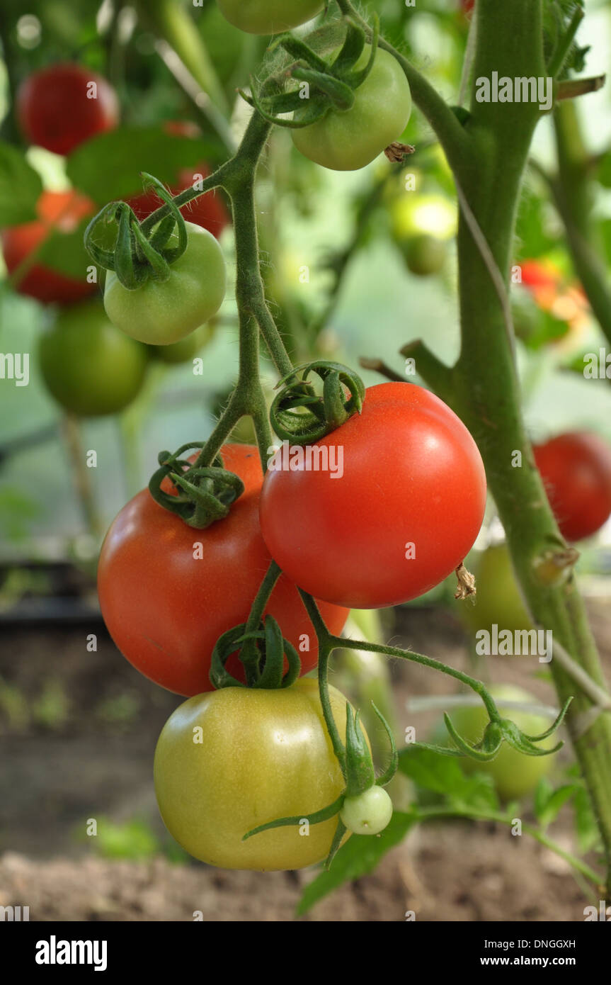 Branche de tomates rouges et mûres avec des légumes verts Banque D'Images