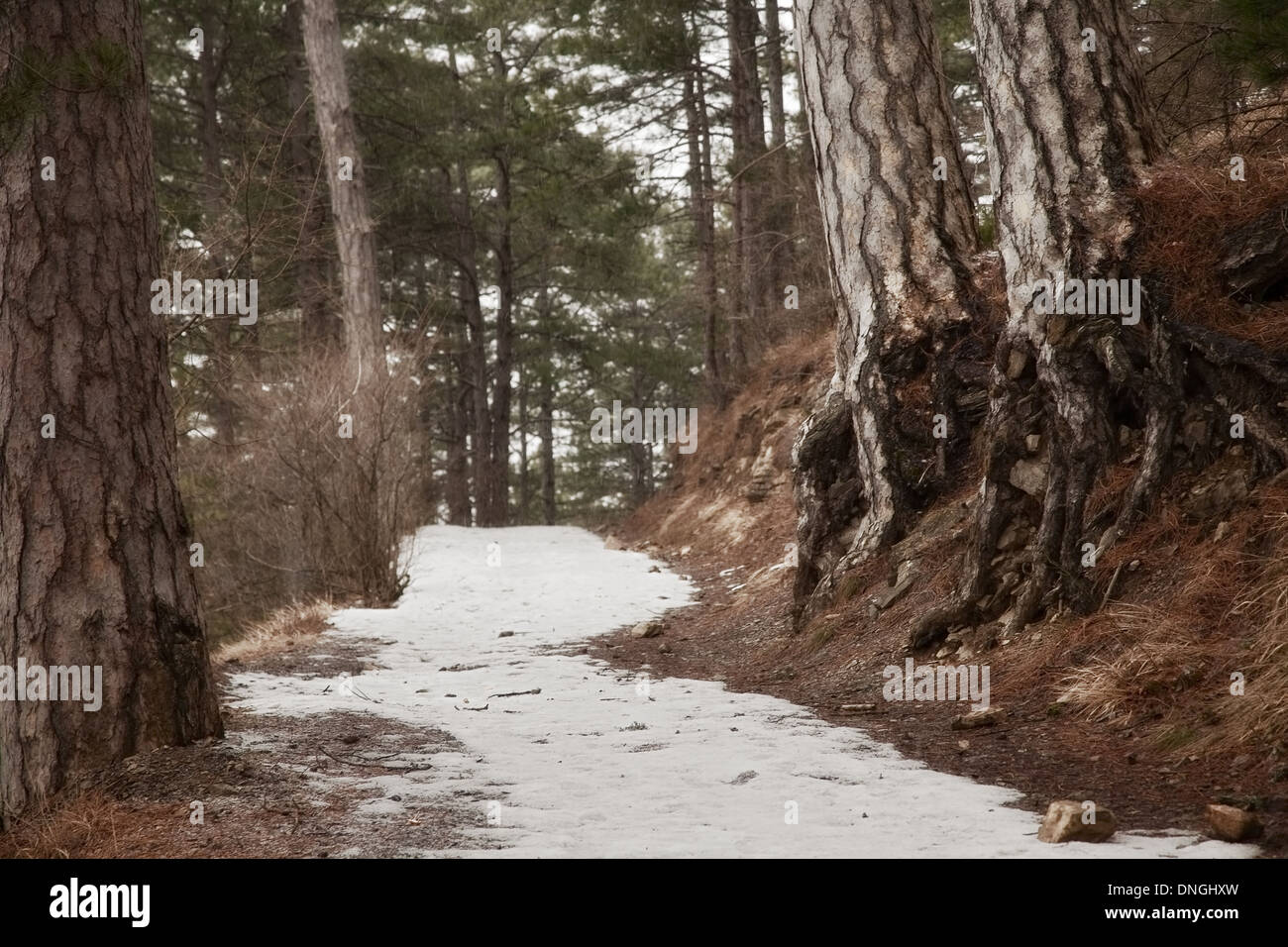 Sentier de neige dans la forêt de conifères Banque D'Images