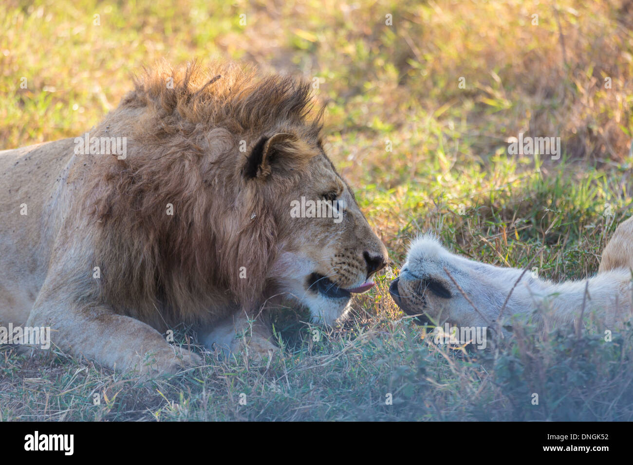Les Lions à l'amour à Ngorongoro, Tanzania Banque D'Images