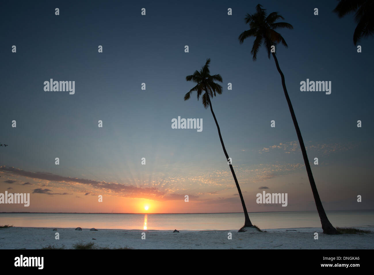 Palmiers et plage au coucher du soleil à Zanzibar, Tanzanie Banque D'Images