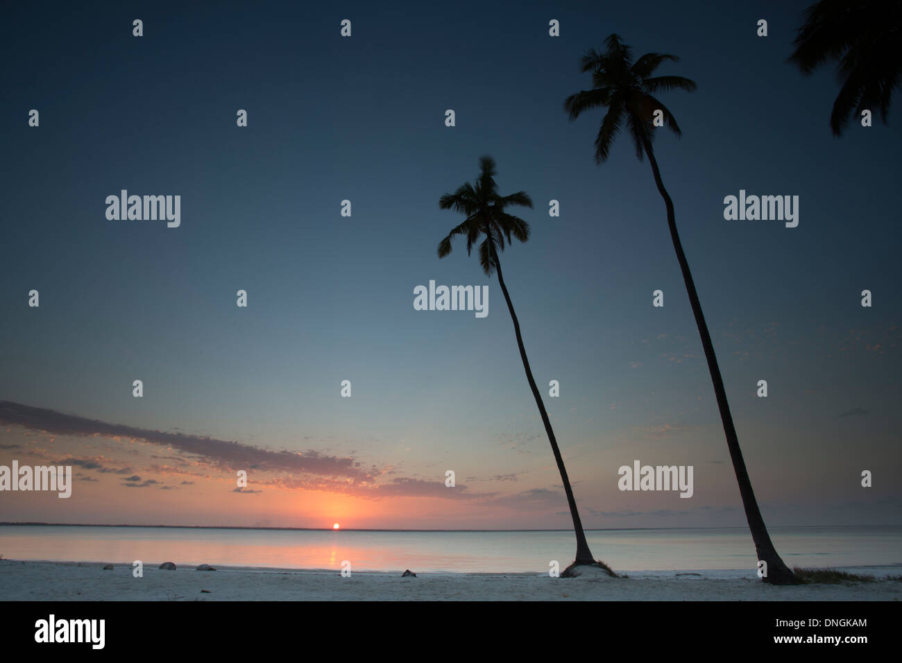 Palmiers et plage au coucher du soleil à Zanzibar, Tanzanie Banque D'Images