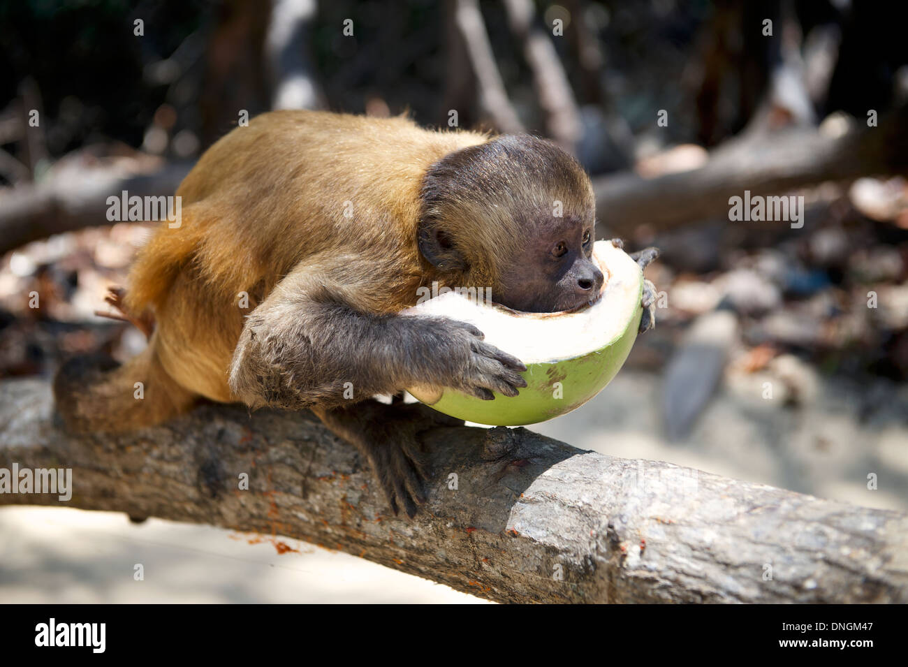Wild monkey eating fresh cut brésilienne haf coconut debout sur tree Banque D'Images