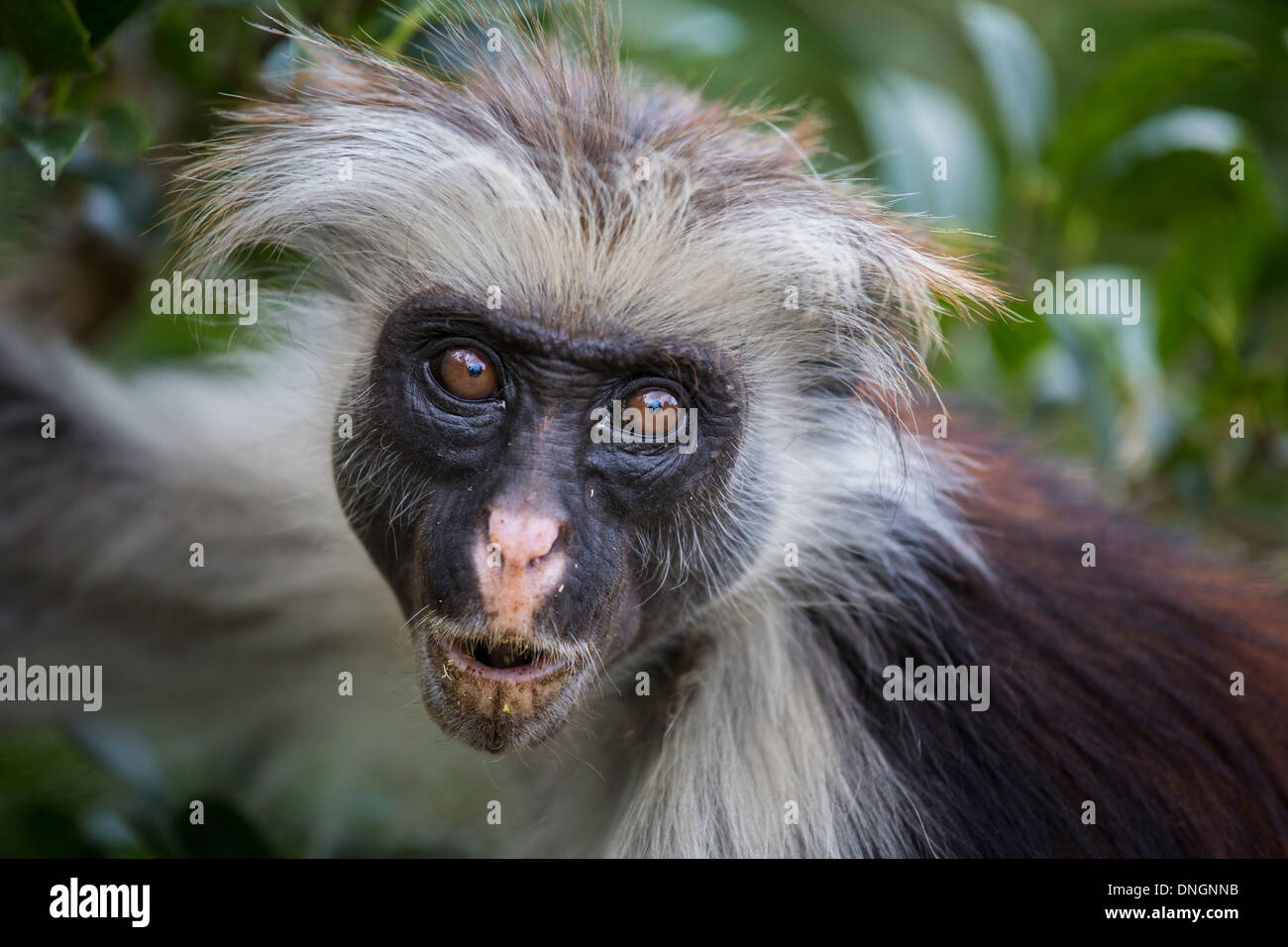 Red Colobus Monkey à Zanzibar, Tanzanie Banque D'Images