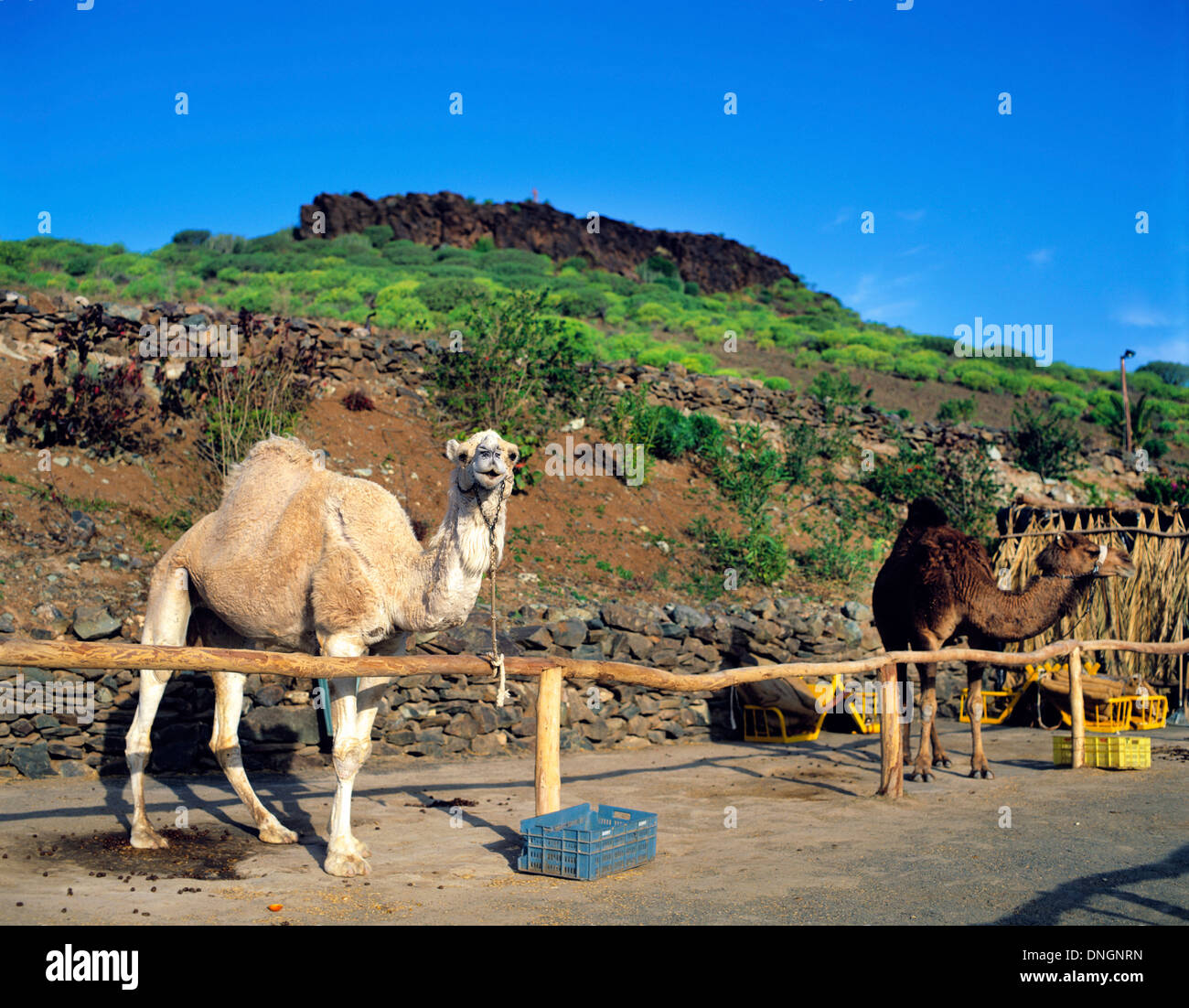 Le parc safari de chameau, Labaranda Las Palmas de Gran Canaria, Las Palmas, Espagne Banque D'Images