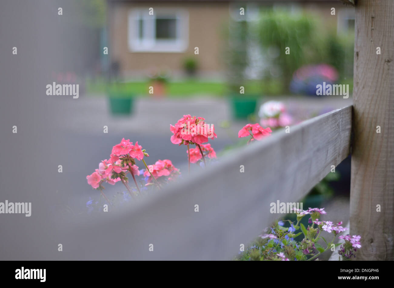 Peeping Tom, peeps fleur par dessus la clôture Banque D'Images