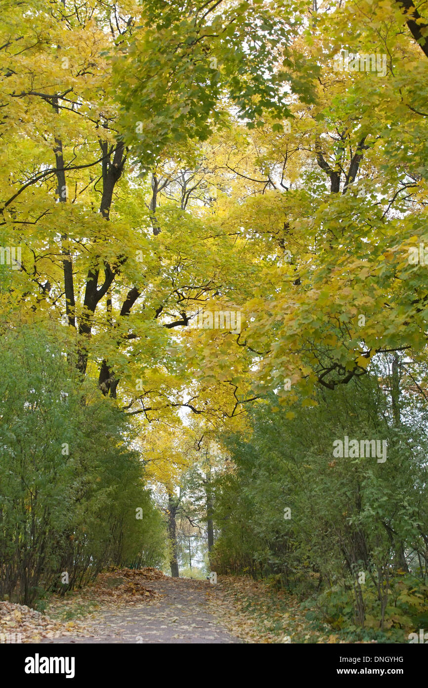 Paysage d'automne des cheminements dans le parc entre les arbres d'érable à feuilles vert et jaune Banque D'Images