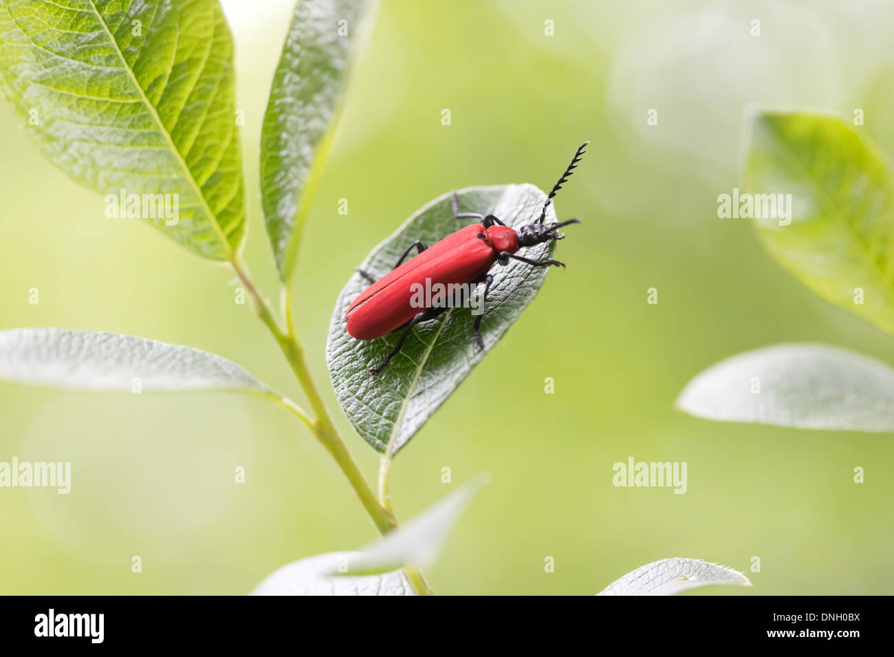 Cardinal à tête noire (Pyrochroa coccinea). Surrey, UK. Banque D'Images