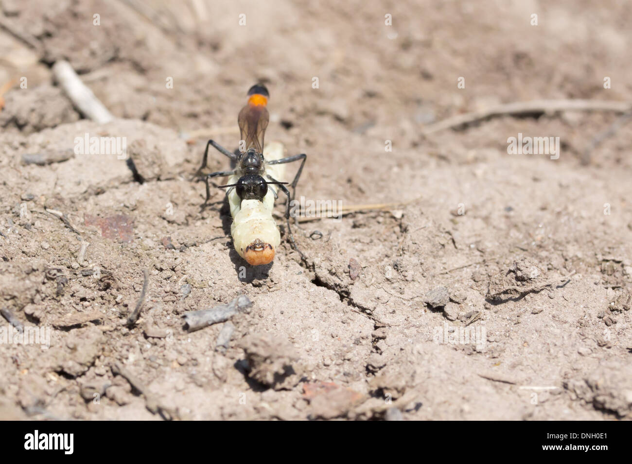 Sand digger wasp (Ammophila sabulosa) paralysé avec des proies. Caterpillar Surrey, UK. Banque D'Images